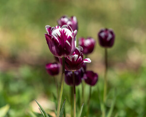 Tulips in Park at Spring