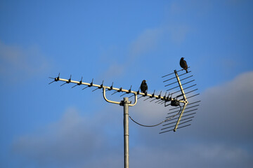 A couple of starlings perching on the antenna on the blue sky background, UK