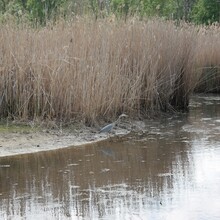 Blue Heron Standing At Waters Edge With Cattails In Background.