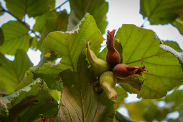 Wall Mural - Young hazelnuts grow on a branch. Green unripe hazelnuts on a branch. Fruit hazelnuts on a branch in an orchard.