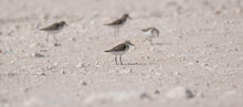Sandpiper Bird, In The Shore Of Qatar. Selective Focus