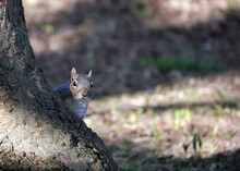 Cute Squirrel Peeking Over A Tree Trunk In A Forest With Sunlight And Shade From Trees In The Back