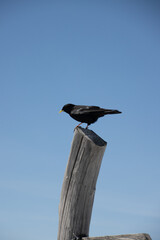 Poster - Vertical shot of an Alpine chough