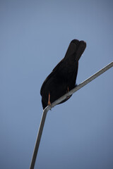 Sticker - Low angle shot of an Alpine chough