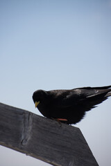 Canvas Print - Low angle shot of an Alpine chough