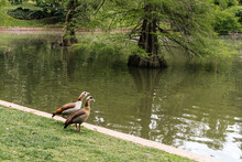 Closeup Shot Of Egyptian Geese Near A Pond In A Zoo