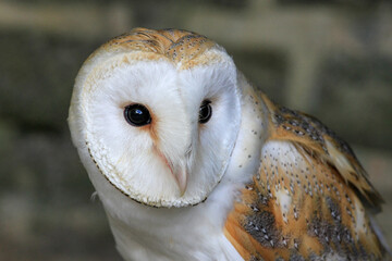 close up of face of barn owl