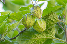 Cape Gooseberry Fruits Growing On The Physalis Peruviana Plant