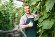 Portrait of man horticulturist in apron and gloves picking marrows in garden