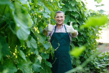 Wall Mural - Portrait of positive worker standing among zucchini plants on farm