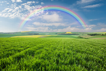 Wall Mural - big wheat fields and rainbow