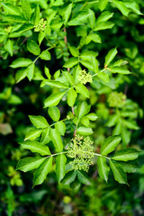 Sticker - Buds on a branch of elderberry with leaves.