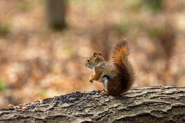 Canvas Print - The American red squirrel -Tamiasciurus hudsonicus in the park