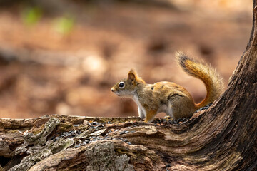 Canvas Print - The American red squirrel -Tamiasciurus hudsonicus in the park