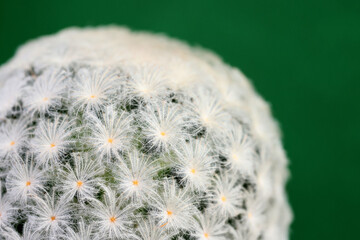 Wall Mural - white mammillaria cactus plants on Green background wall. Minimal creative style.selective focus with copy space..