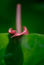  Close-up Of Red Flaming Lily (Anthurium Andraeanum) Flowers
