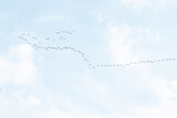 Fototapeta  - klucz odlatujących ptaków na niebie