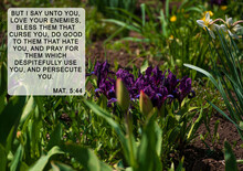 Bible Quotes On Blurred Blooming Flowers Background. Card For Believers.Inspirational Verse Praying. Christian Wallpaper.But I Say Love Your Enemies Bless Them That Curse You Do Good To Them That Hate