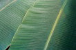 Banana leaf close up. Texture tropical banana plant leaf in tropic jungle climate.