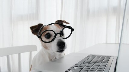 Dog in shocked looks at laptop screen home office. Shocked pet user looks at computer screen reads bad news, has unexpected online website problem