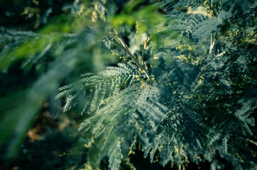 Wall Mural - green tree foliage