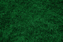 Dark Green Grass Texture And Background