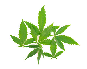 Wall Mural - Cannabis leaves isolated on white background. Hemp leaf close up. Marijuana green leaf.