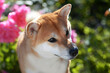 Portrait of a female dog of the Siba Inu breed 
Beautiful red dog sits in blooming flowers