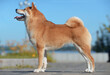 Shiba Inu stands against the sky
Beautiful dog of Japanese breed