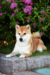 Portrait of a female dog of the Siba Inu breed 
Beautiful red dog sits in blooming flowers