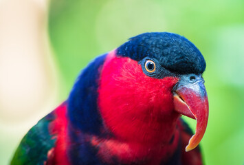 Poster - Close up de papagaio colorido