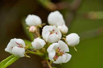 Wall Mural - Pear flowers in the spring bloom