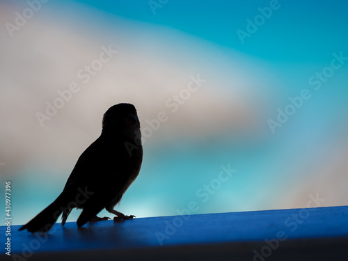 鳥 アドビストックのデザイン かべいろ Com おしゃれ壁紙リフォーム貼り替え インクジェット壁紙のかべいろ Com