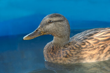 Sticker - Close up portrait of a mallard duck