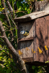 Wall Mural - Blue tit (Cyanistes caeruleus) leaving a bird nest box which is a common small garden songbird found in the UK and Europe, stock photo image