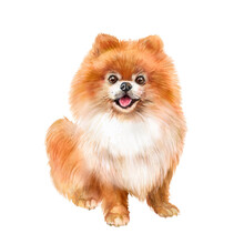 Watercolor Illustrations Of A Red-colored Pomeranian, Cute Pet, Dog, Friend, Companion Dog
