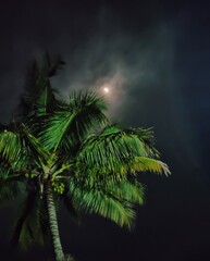 coconut tree at night