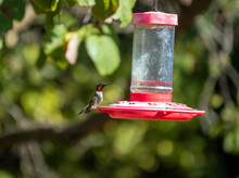 A Ruby Throated Hummingbird Perched And Took A Little Rest On The Backyard Nectar Feeder In Missouri. Bokeh Effect.