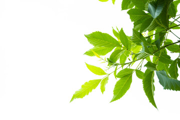 green leaf