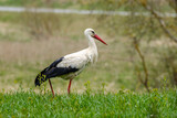 Fototapeta  - white stork feeding in the field and gathering branches