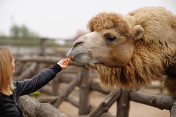 Happy young woman watching and feeding giraffe in zoo. Happy you