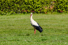 White Stork Feeding In The Field And Gathering Branches