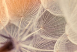 Fototapeta Dmuchawce - Abstract dandelion flower background. Seed macro closeup. Soft focus. Vintage style.
