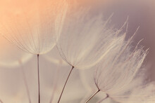 Abstract Dandelion Flower Background. Seed Macro Closeup. Soft Focus. Vintage Style.