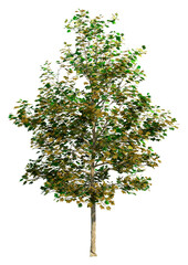 Wall Mural - 3d rendering sycamore tree on white