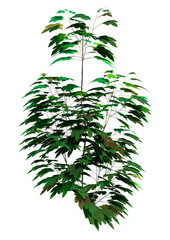 Wall Mural - 3d rendering sycamore tree on white