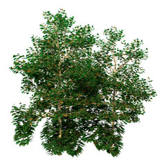Wall Mural - 3d rendering sycamore tree on white
