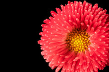 Beautiful Blooming Pink Gerbera Daisy Flower On Black Background. Close Up Photo.