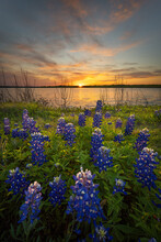 Stunning Sunset Over Bluebonnets And Lake Bardwell In North Texas