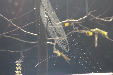 Close up photo of spider web